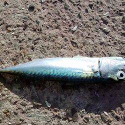 シーバス求めて