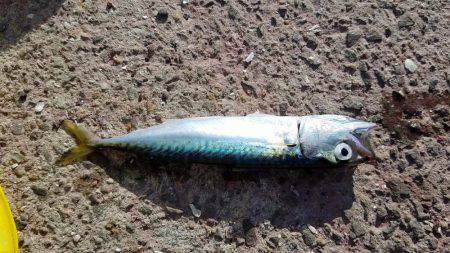 シーバス求めて