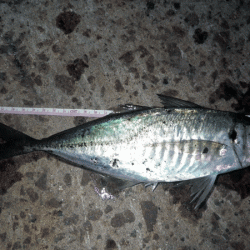 坊勢アジング(2017-7)