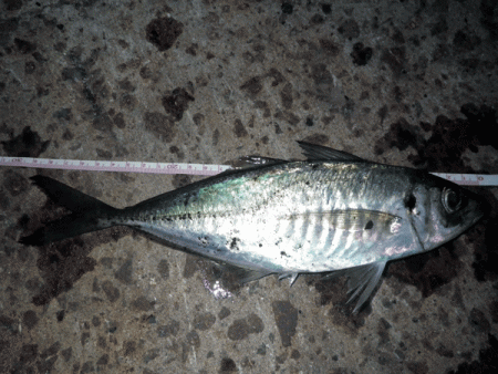 坊勢アジング(2017-7)