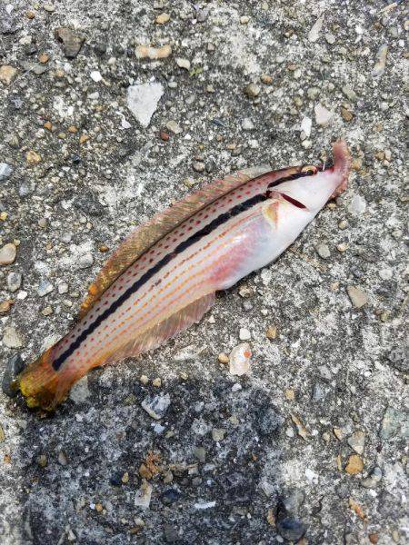 アオリイカ不発の胴付遊び