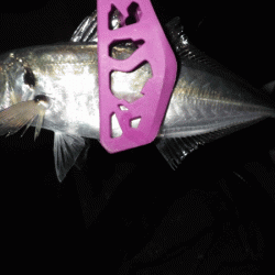 日本海アジング（2017-8）