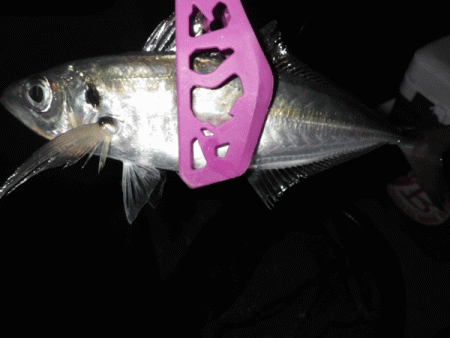 日本海アジング（2017-8）