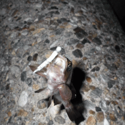 二見メバル(2017-5)