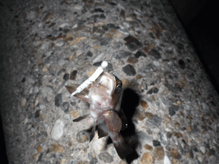 二見メバル(2017-5)