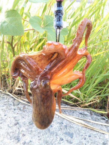 舞洲でタコ釣り