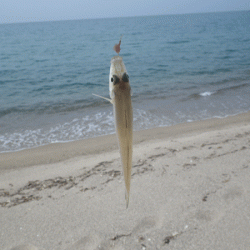 日本海キス(2017-2)