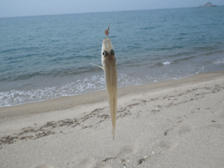 日本海キス(2017-2)