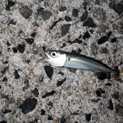 日本海アジング（2017-9）