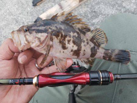 来る日も来る日もライトワインド〜！