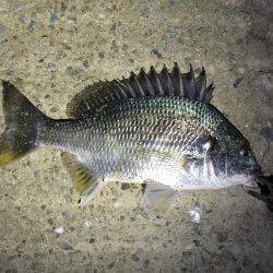 チニングと手長エビ釣り