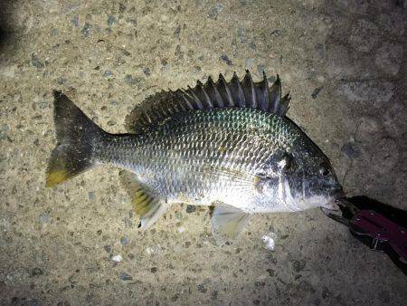 チニングと手長エビ釣り