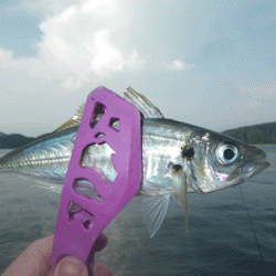 坊勢アジング(2017-10)