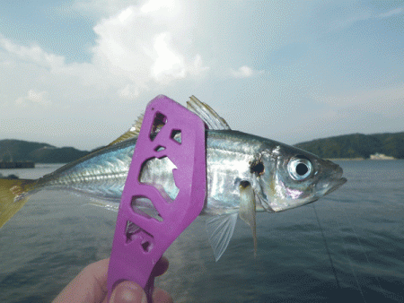 坊勢アジング(2017-10)