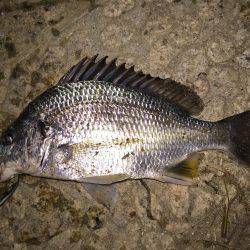 武庫川チニング