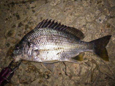 武庫川チニング