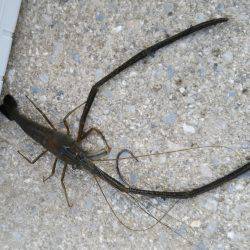 武庫川テナガエビ