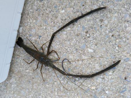 武庫川テナガエビ