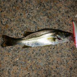 淀川チニングNO４