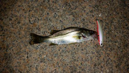 淀川チニングNO４