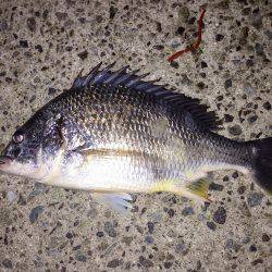 武庫川チニング