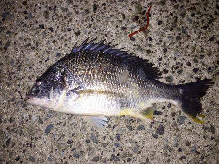 武庫川チニング