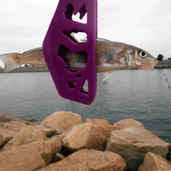 姫路キス(2017-4)