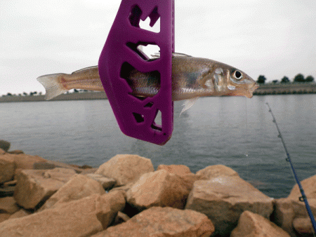 姫路キス(2017-4)