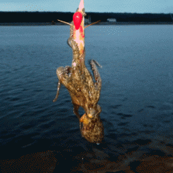 姫路タコ（2017-1）