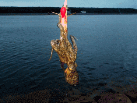 姫路タコ（2017-1）