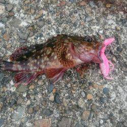 ワームでアコウ釣り