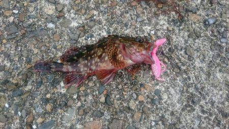 ワームでアコウ釣り