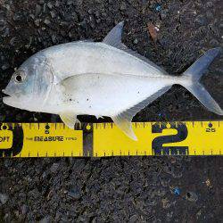 エバことメッキ27㎝