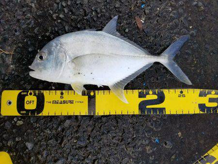 エバことメッキ27㎝