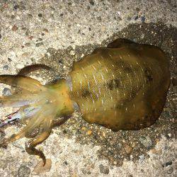 ケンサキ狙いでアオリイカ