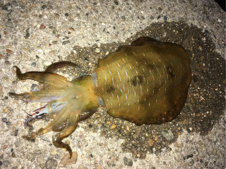 ケンサキ狙いでアオリイカ