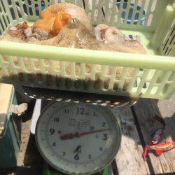 明石タコ大量ゲット！