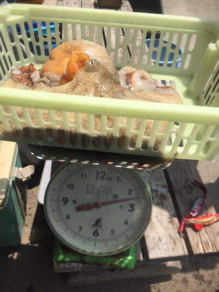明石タコ大量ゲット！