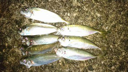 アジのカゴ釣り