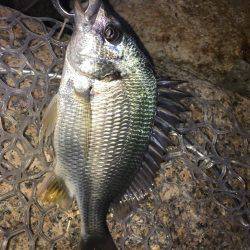 淀川キビレゲーム マイクロベイトパターン