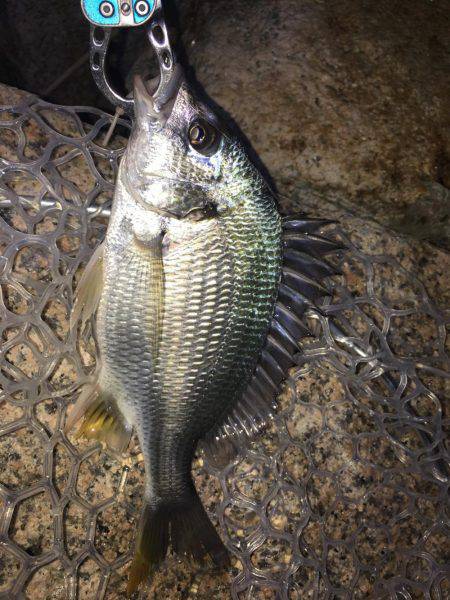 淀川キビレゲーム マイクロベイトパターン