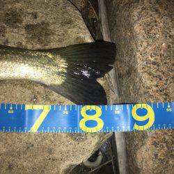 淀川ブリゲー ランカーシーバス