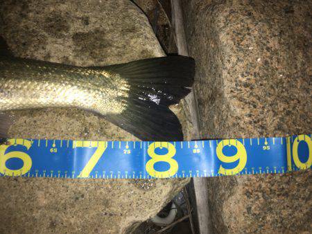 淀川ブリゲー ランカーシーバス