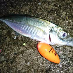 ウキ釣り（１本釣り）のアジ