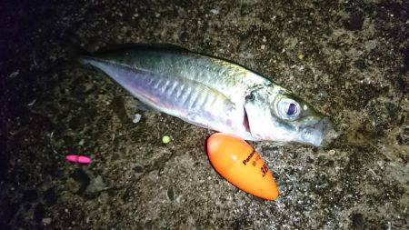 ウキ釣り（１本釣り）のアジ