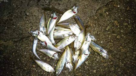 サビキ釣りの豆アジ