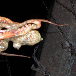 リリース・タコ