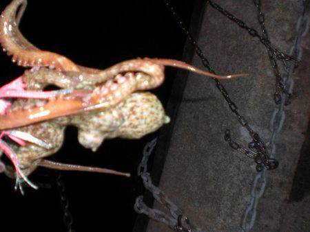 リリース・タコ