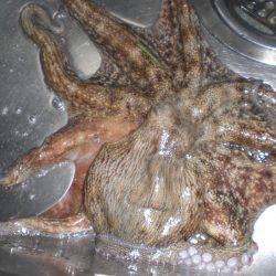 久しぶりの大物