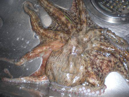 久しぶりの大物